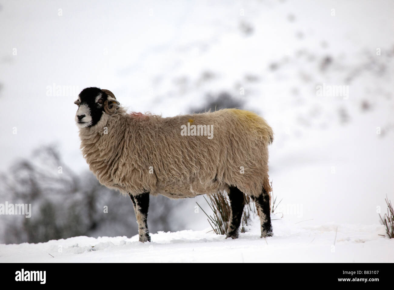 Swaledale pecore in inverno Yorkshire Dales National Park Foto Stock