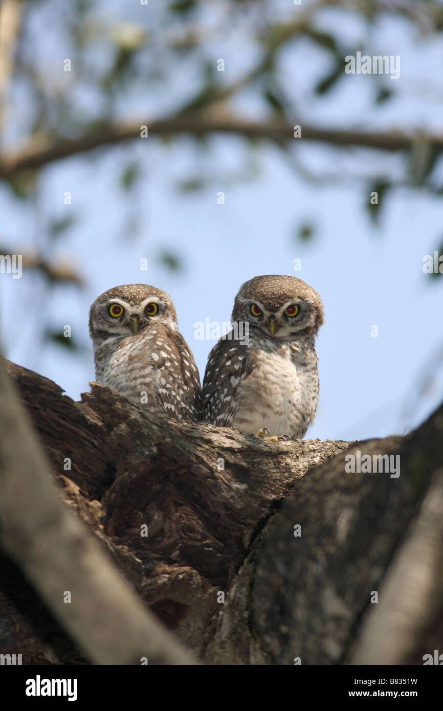 Spotted Owlet (Athene brama) due owlets sull albero. Foto Stock