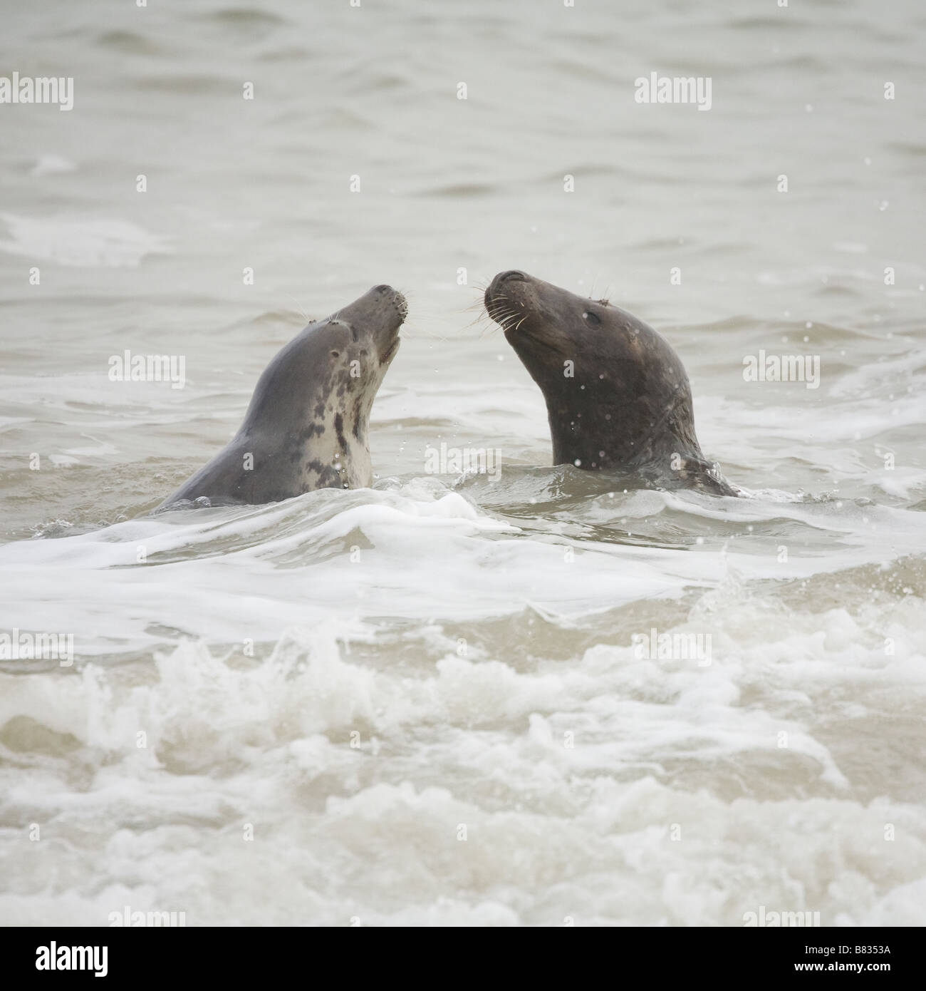 Le foche grigie giocando in mare a Horsey nel nord-est della Norfolk, Inghilterra Foto Stock