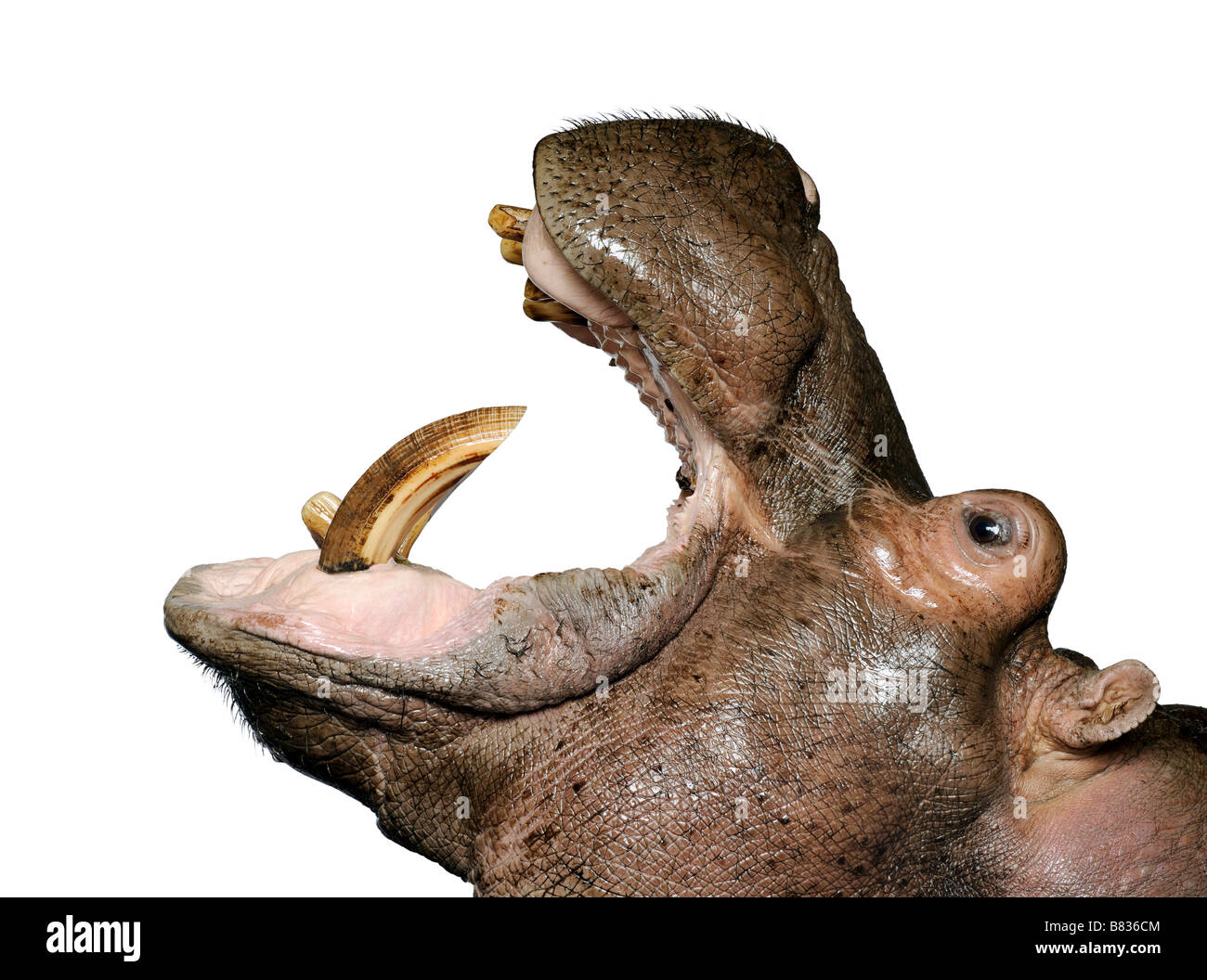 Ippopotamo Hippopotamus amphibius 30 anni davanti a uno sfondo bianco Foto Stock