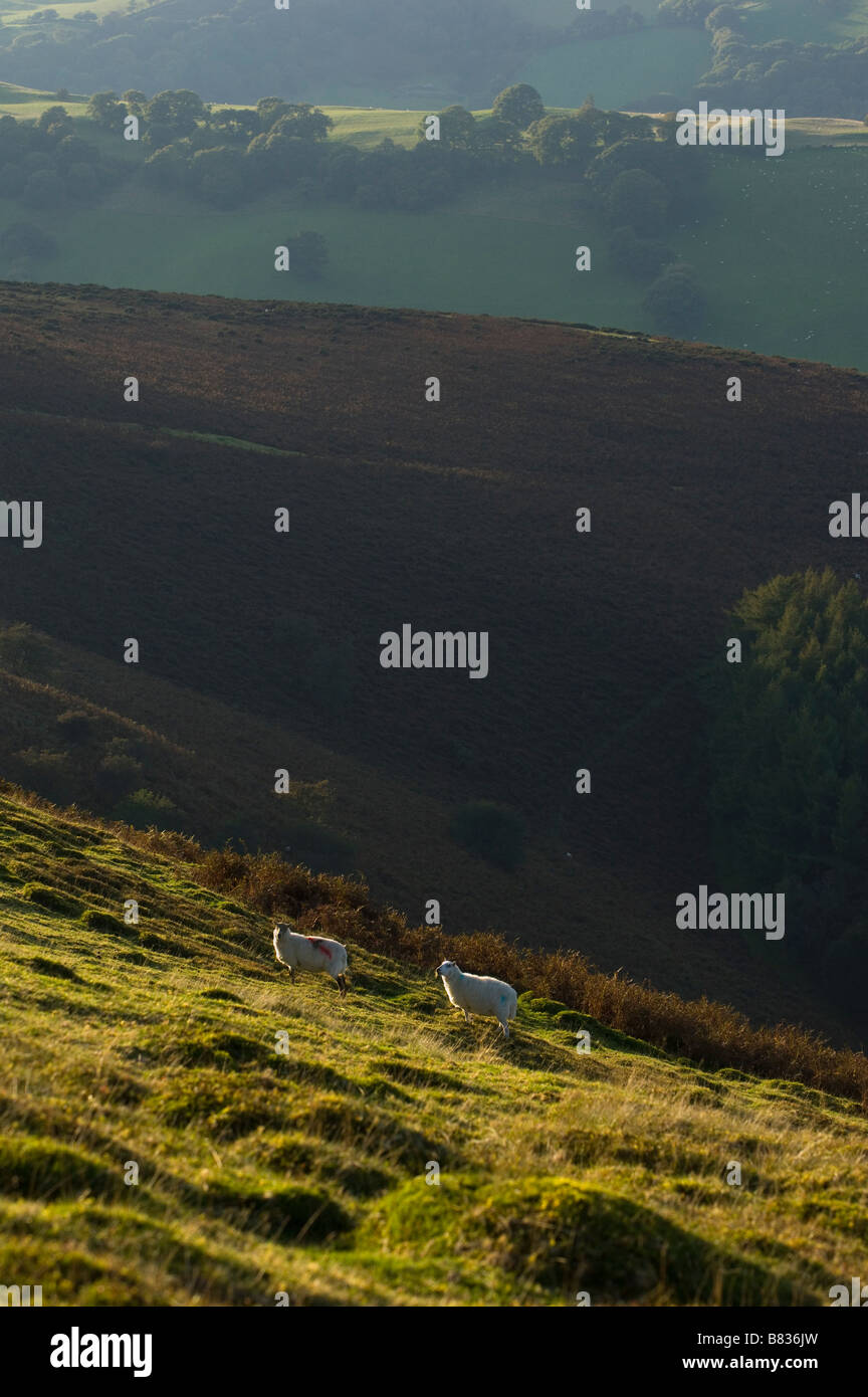 Vista rurale delle zone di montagna in Powys, metà del Galles, Regno Unito Europa. Foto Stock