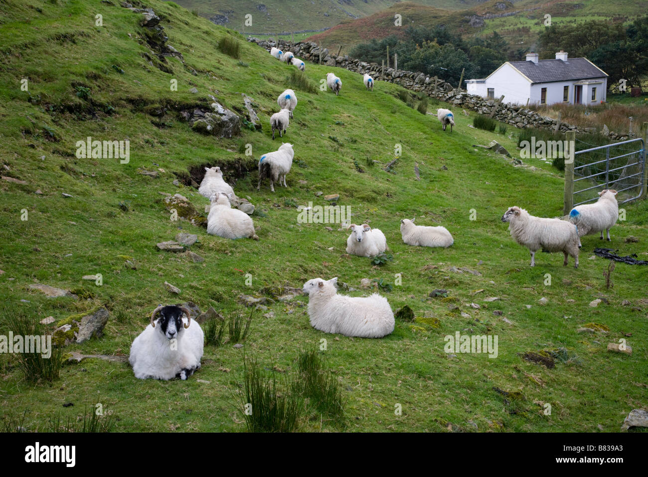 Campagna irlandese scena Bunbeg vicino Slieve League Foto Stock