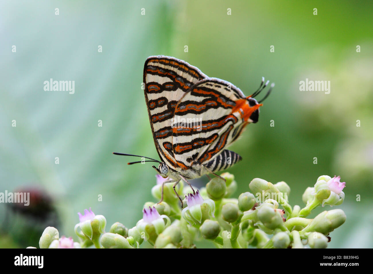 Silverline comune Butterfly (Spindasis vulcanus vulcanus) Lycaenidae : Blues Foto Stock