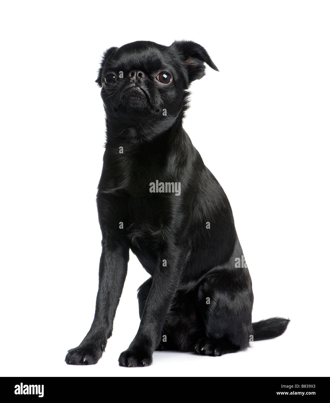 Griffon Bruxellois 1 anni davanti a uno sfondo bianco Foto Stock