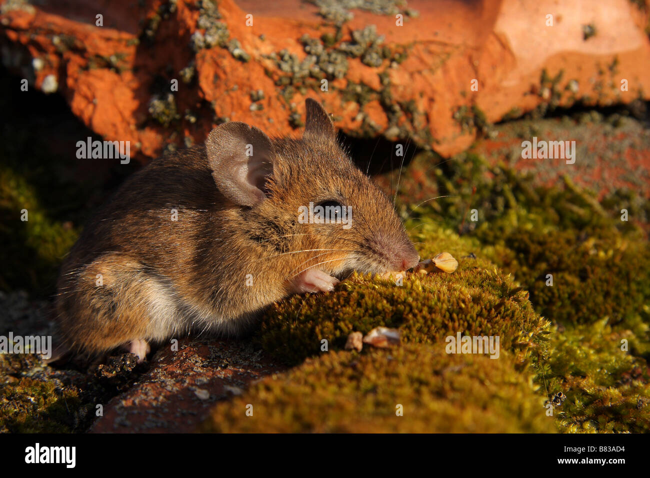 Un wild mouse marrone Mangiare grano. Foto Stock