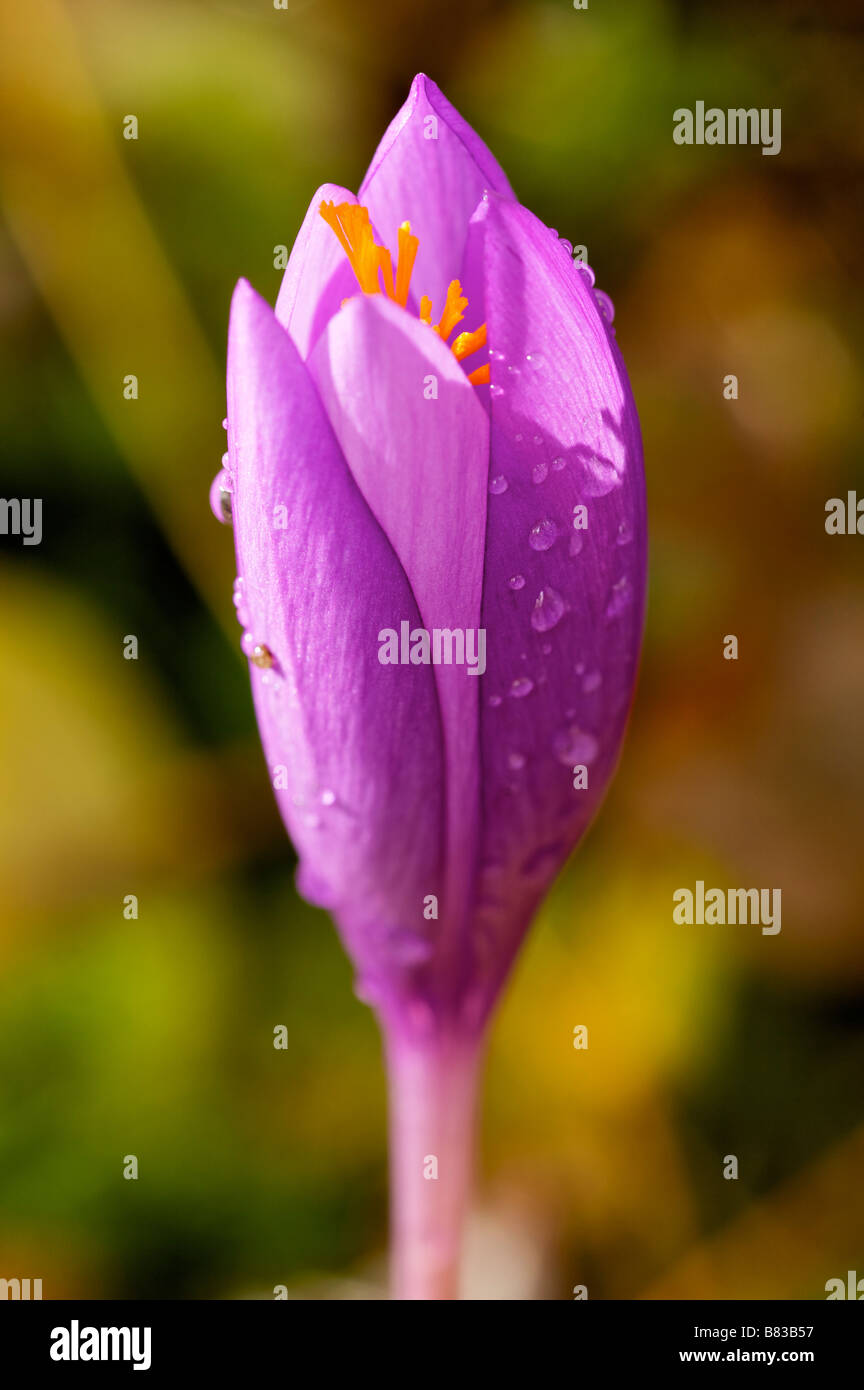 Fiore di bosco Crocus sp in autunno Pays Basque Francia Foto Stock