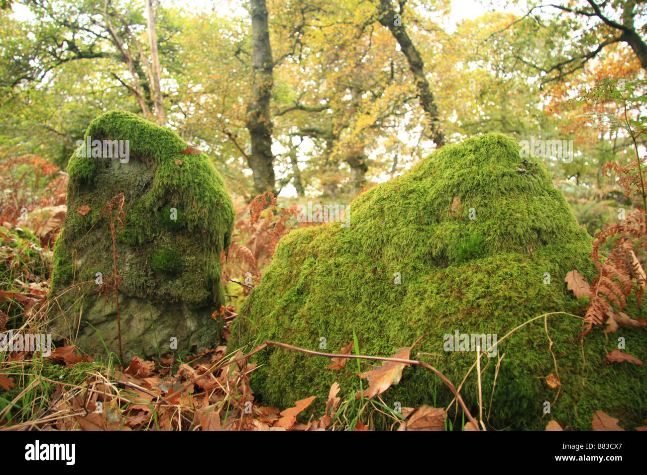 Moss rocce coperte in rovere antico bosco, Elan valley, Elan, vicino Rhayader,mid-Wales Foto Stock