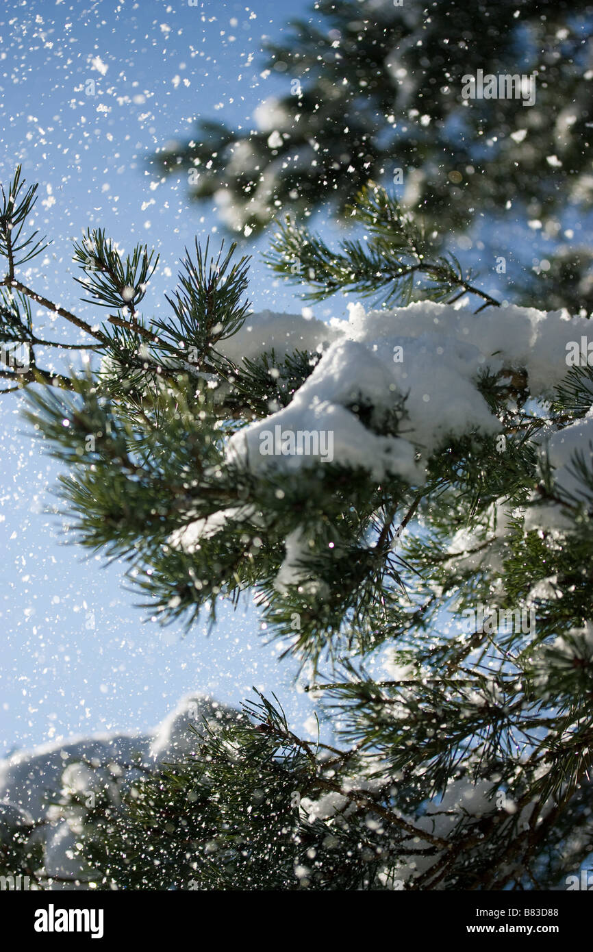 La neve cade da albero Foto Stock La neve cade da albero Foto Stock