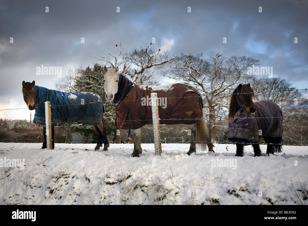 Tre pony con cappotti invernali su nella neve Foto Stock