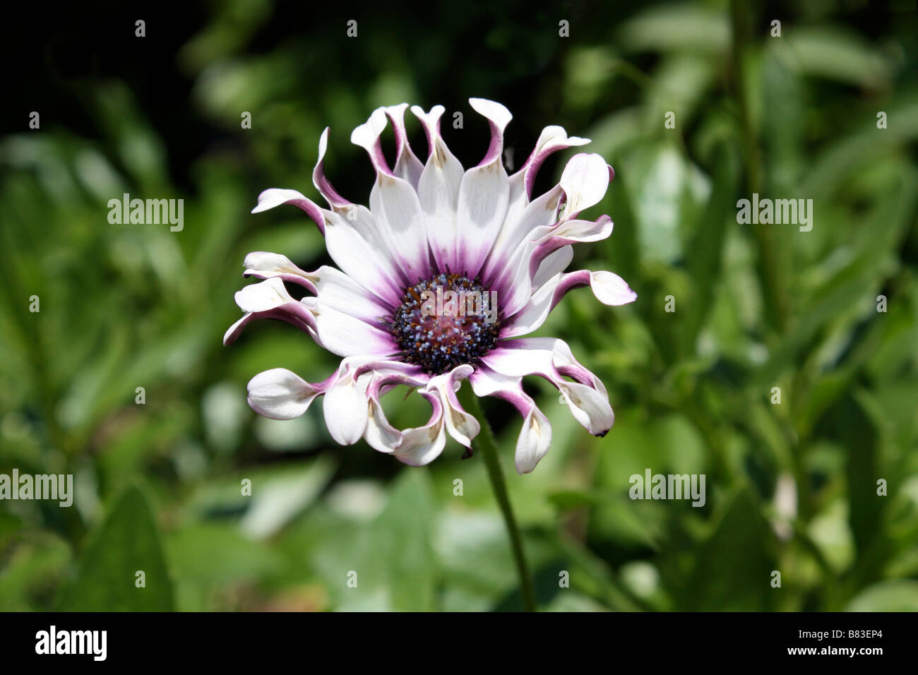 Viola e Bianco fiore della passione. (Passifloraceae) famiglia, questa famiglia include oltre 500 specie. Foto Stock