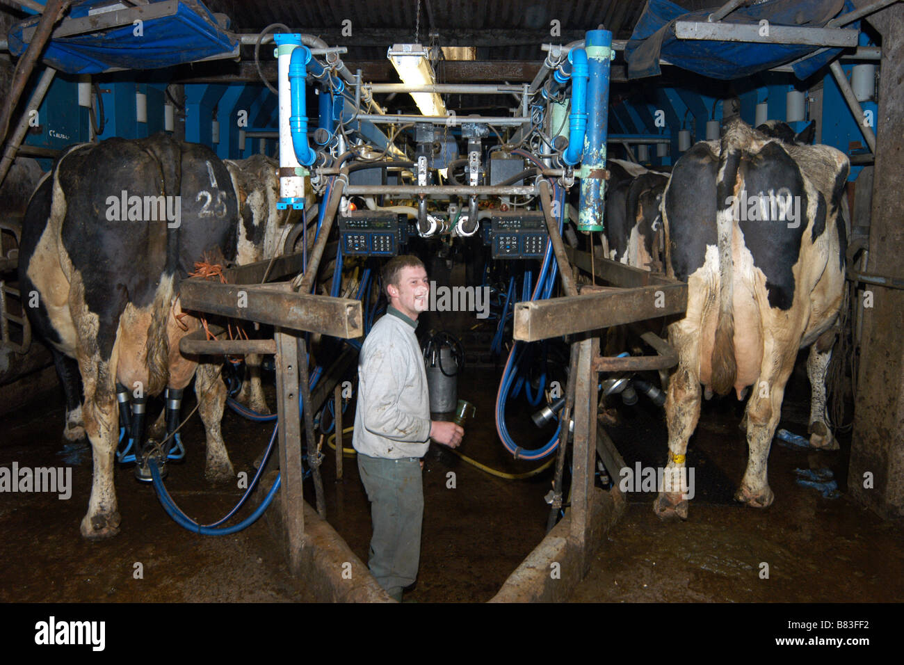 Un caseificio latti uomo sue vacche utilizzando una macchina di mungitura Skipton Yorkshire Dales REGNO UNITO Foto Stock