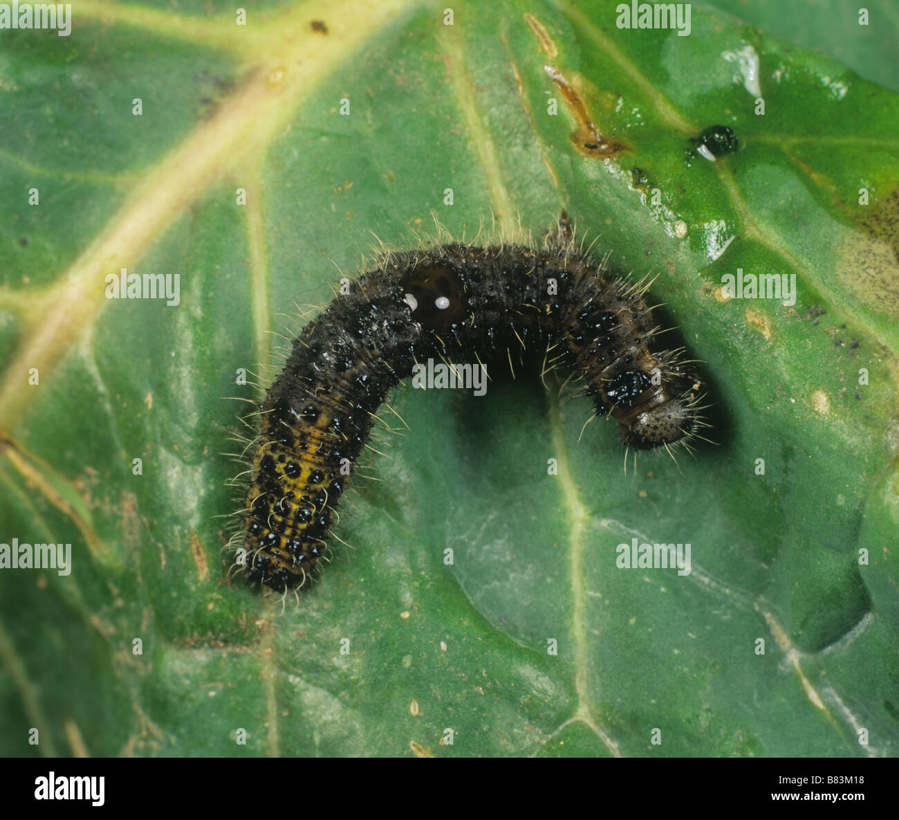 Un Sarcococca brassicae caterpillar 6 giorni dopo il trattamento con Bacillus thuringiensis Foto Stock