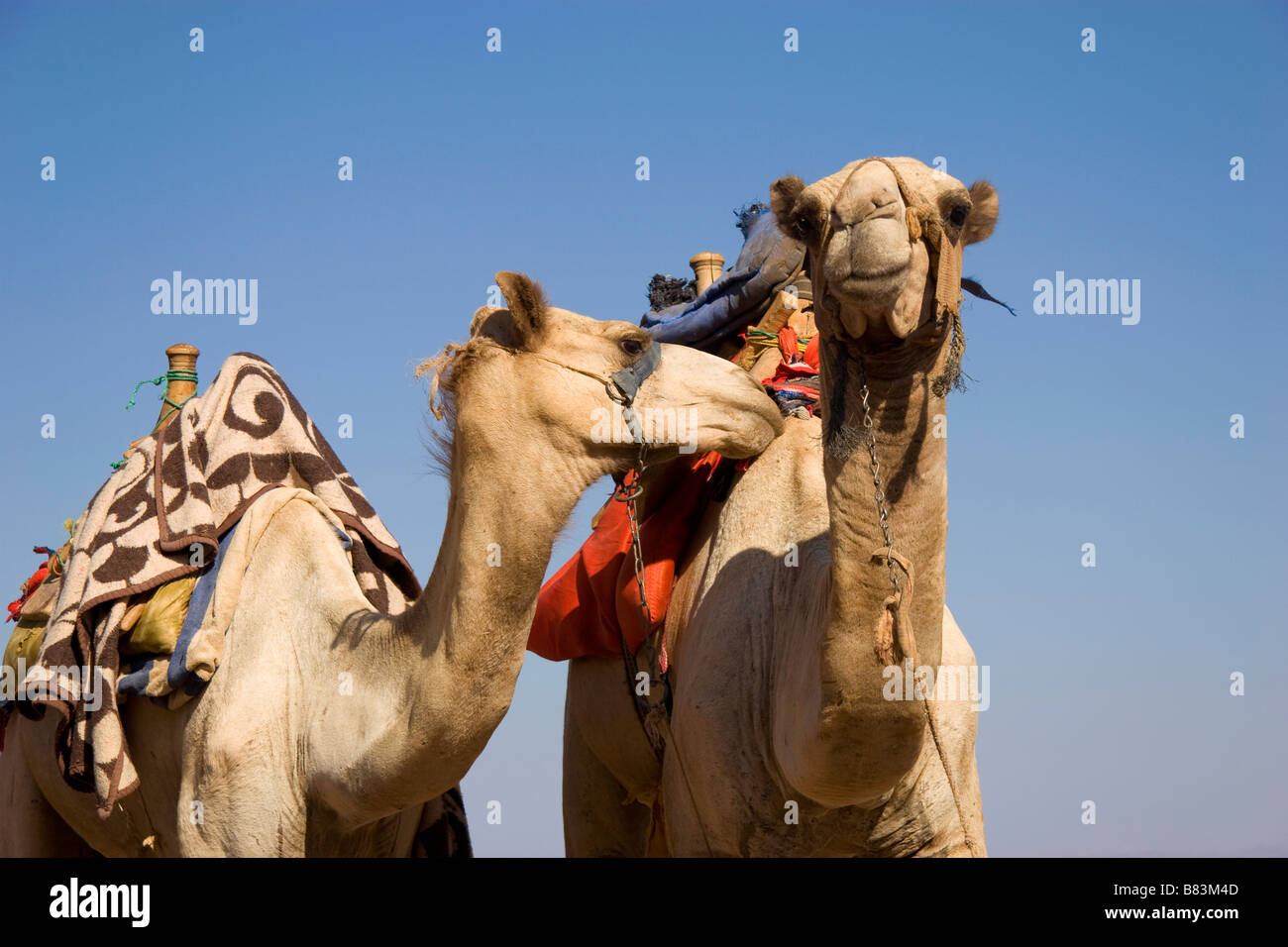 Cammelli attendere per dare gite turistiche al buco blu sulla costa del Mar Rosso a nord del Sinai resort di Dahab in Egitto Foto Stock