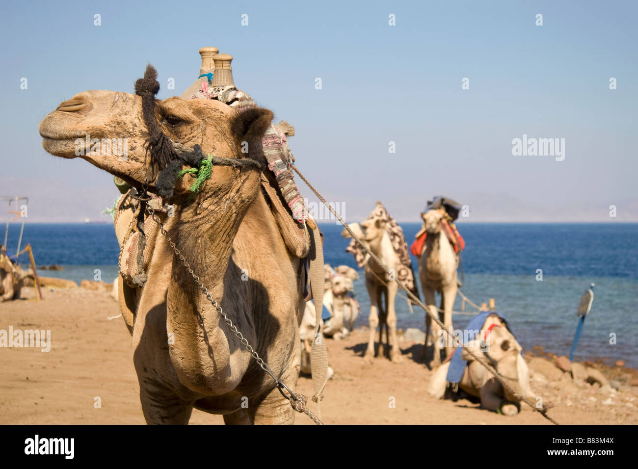 Cammelli attendere per dare gite turistiche al buco blu sulla costa del Mar Rosso a nord del Sinai resort di Dahab in Egitto Foto Stock