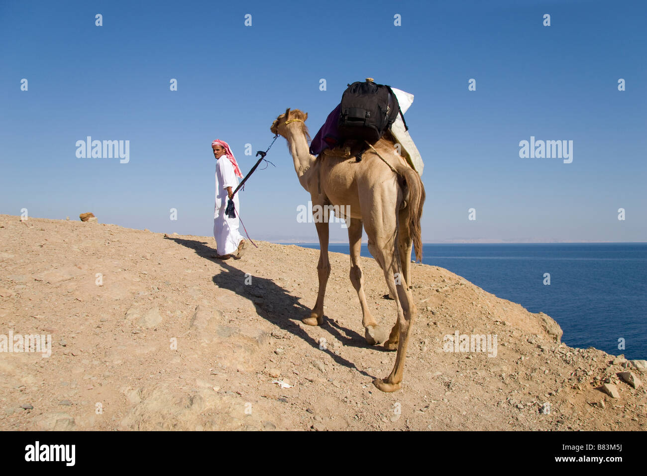 Una guida beduina conduce un cammello su safari a Ras Abu Gallum sulla costa del Mar Rosso a nord del Sinai resort di Dahab in Egitto Foto Stock