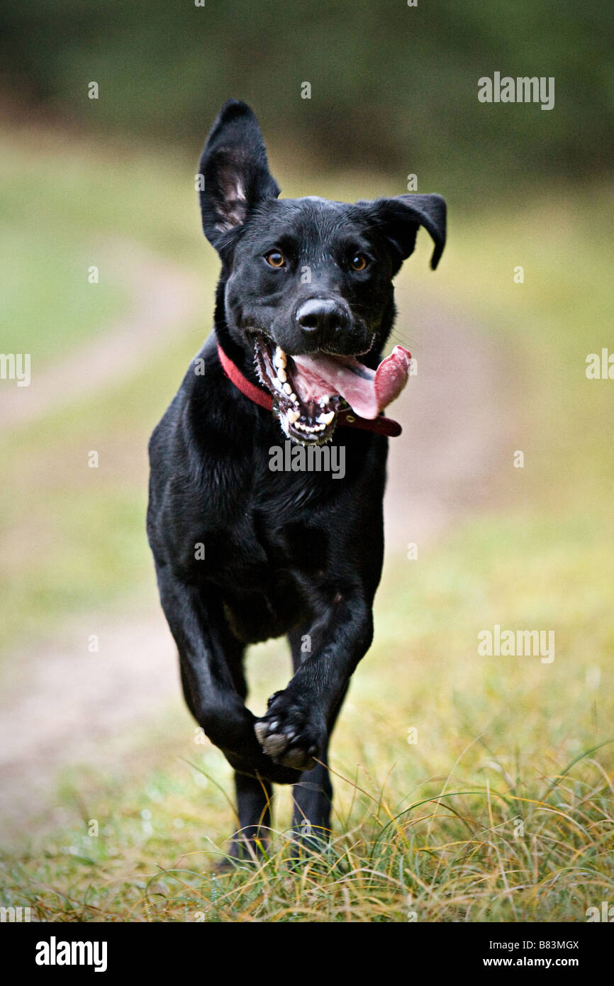Esecuzione del Labrador nero Foto Stock