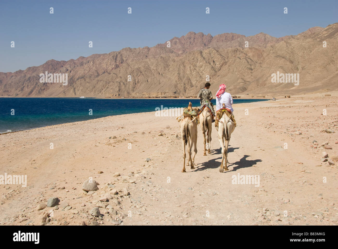 Guida beduina conduce un cammello safari lungo la costa del Mar Rosso a nord del Sinai resort di Dahab in Egitto Foto Stock