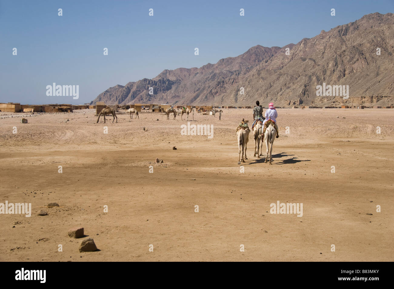 Guida beduina conduce un cammello safari nel villaggio di Ras Abu Gallum, a nord del Sinai resort di Dahab in Egitto Foto Stock