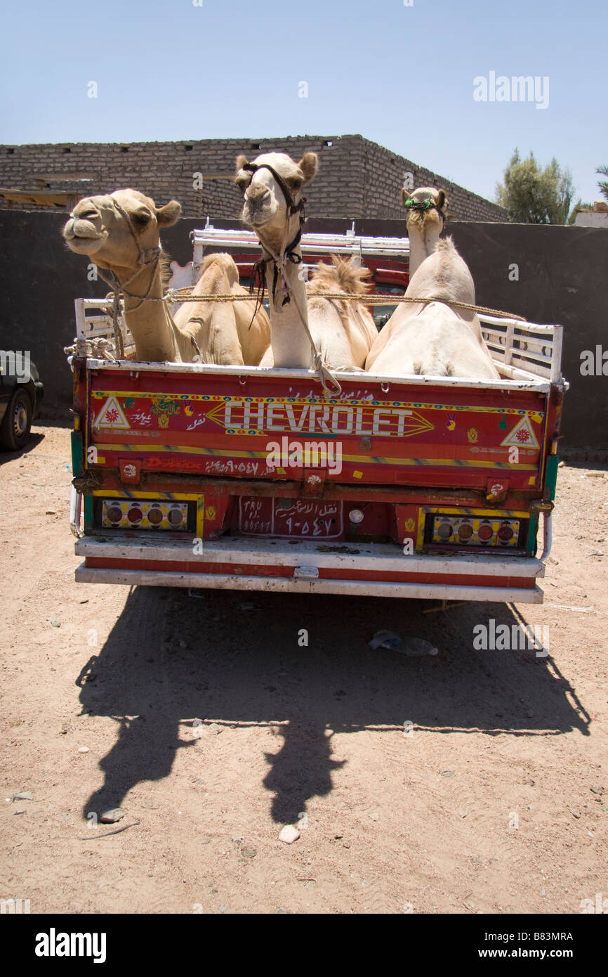 I cammelli per essere trasportati sul retro di un camion in area beduino di Asilah, nel Sinai resort di Dahab in Egitto Foto Stock