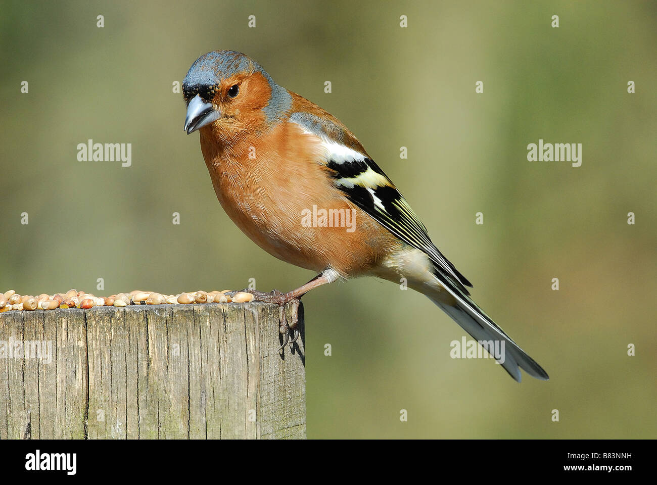 Fringuello maschio Foto Stock