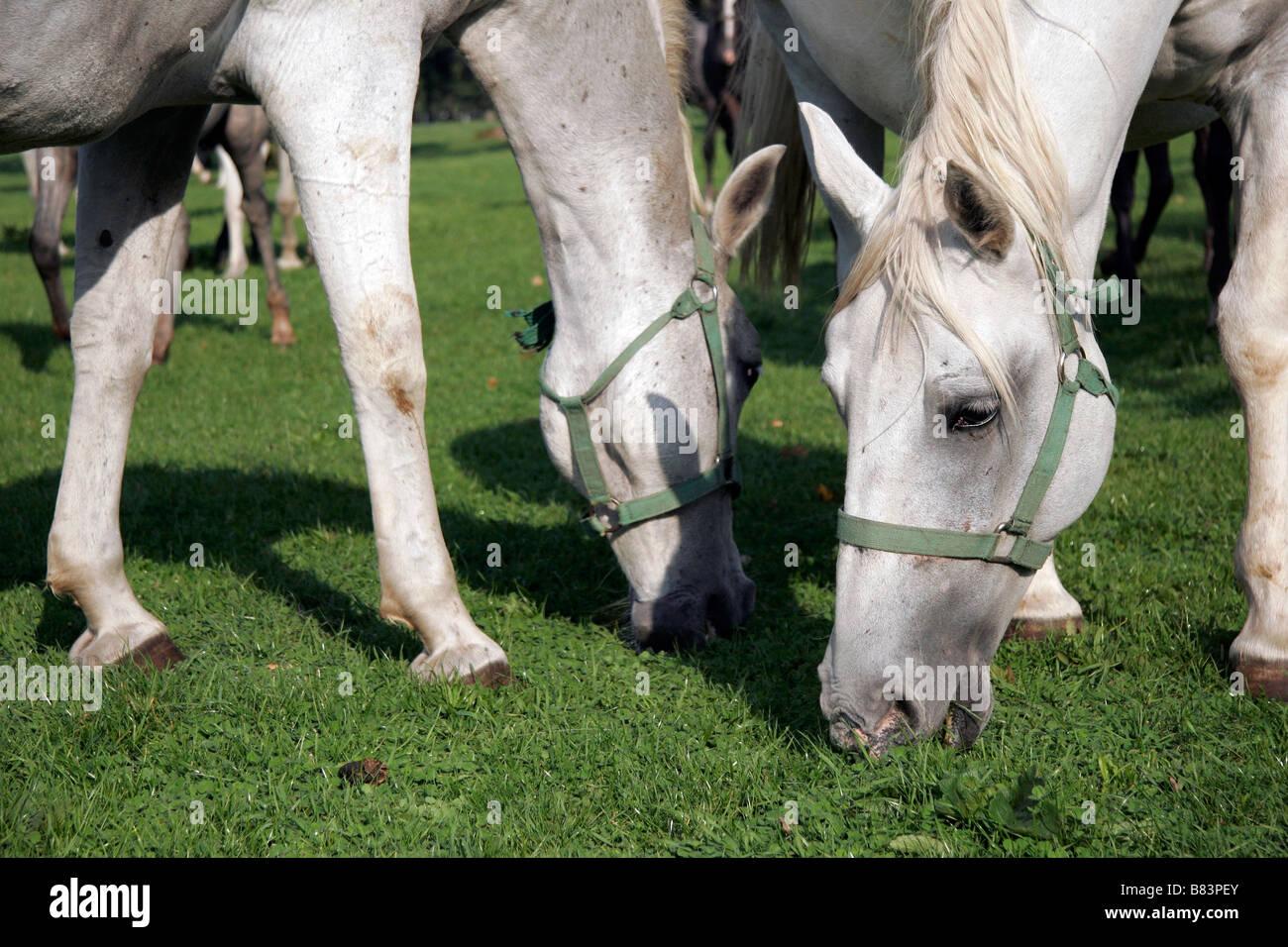 Cavalli lipizzani fuori sul pascolo al Kobilarna Lipica stud farm nella Primorska, Slovenia Foto Stock