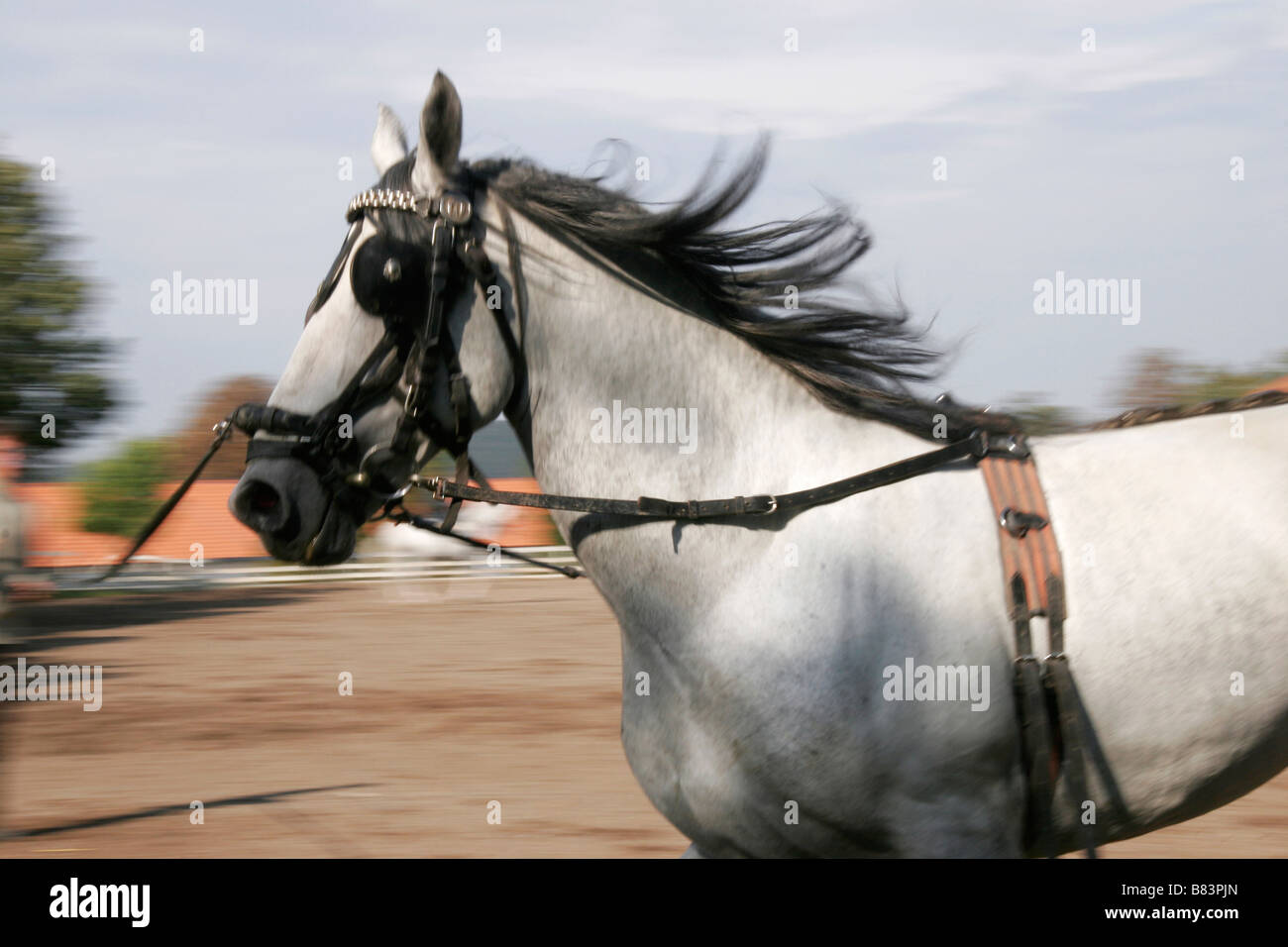 Cavallo Lipizzano essendo schooled al Kobilarna Lipica stud farm nella Primorska, Slovenia Foto Stock