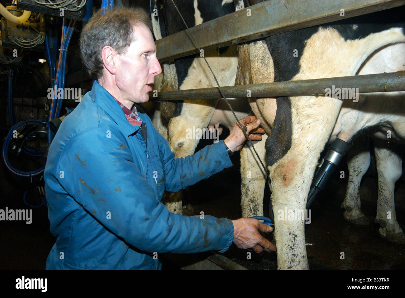 Un agricoltore latti sue vacche utilizzando una macchina di mungitura, Skipton Yorkshire Dales REGNO UNITO Foto Stock