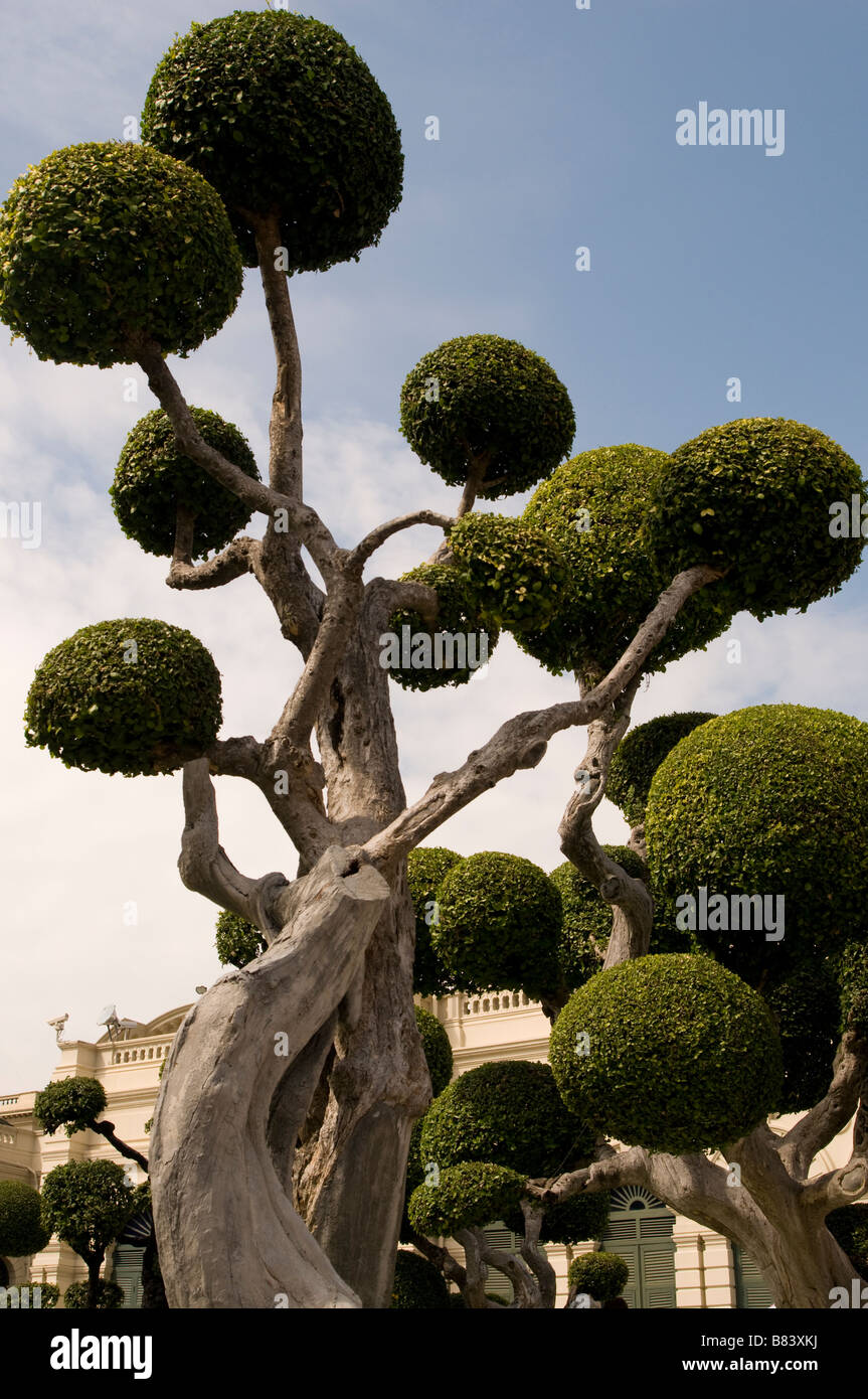 Albero del Topiary Foto Stock