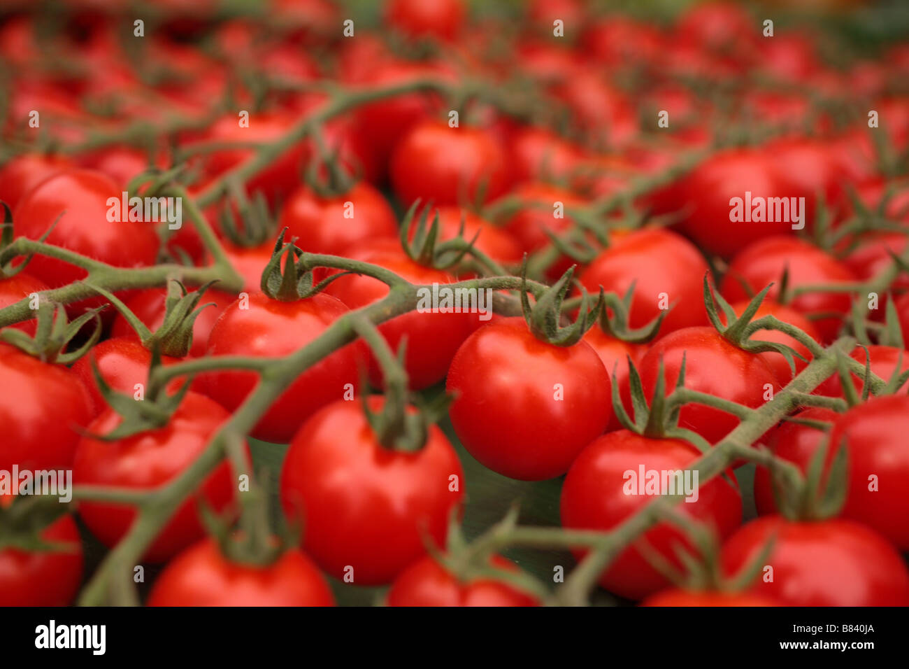 Rosso "pomodori ciliegia' in mostra al RHS show. Foto Stock