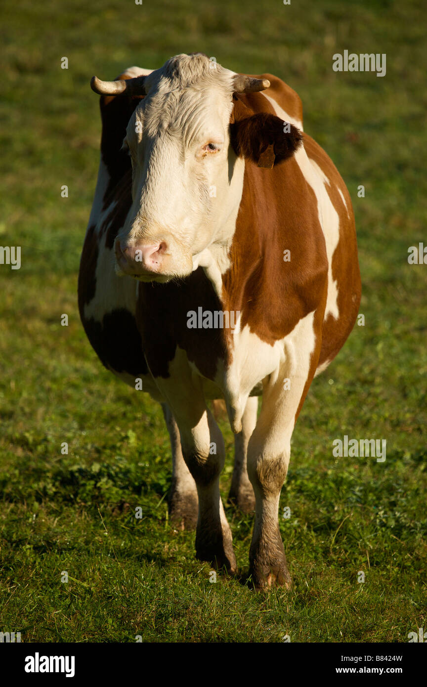 Ritratto di mucca Pays Basque Francia Foto Stock