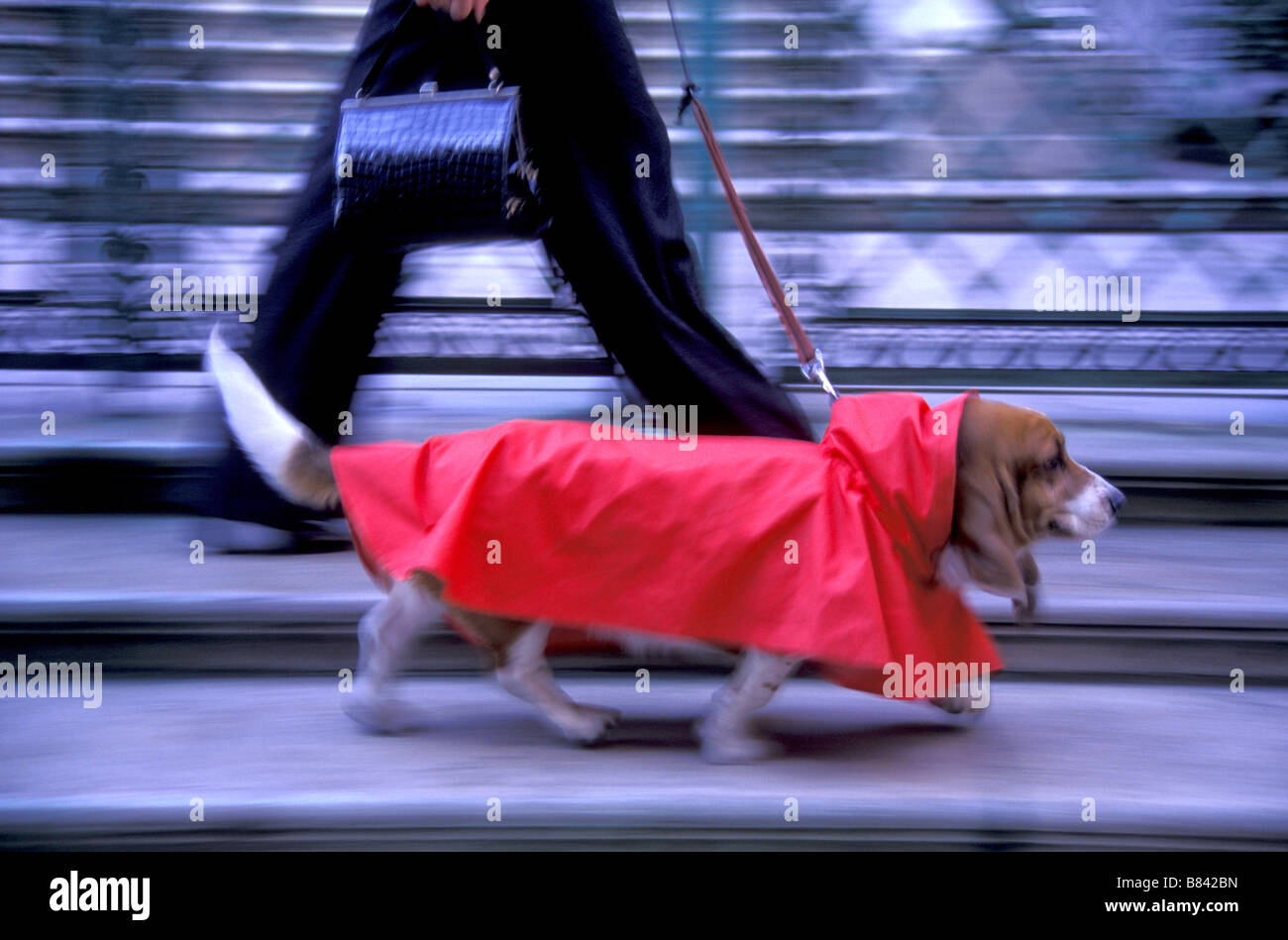 Basset Hound in Red Raincoat va per una passeggiata sul suo capo, New York City, Stati Uniti Foto Stock