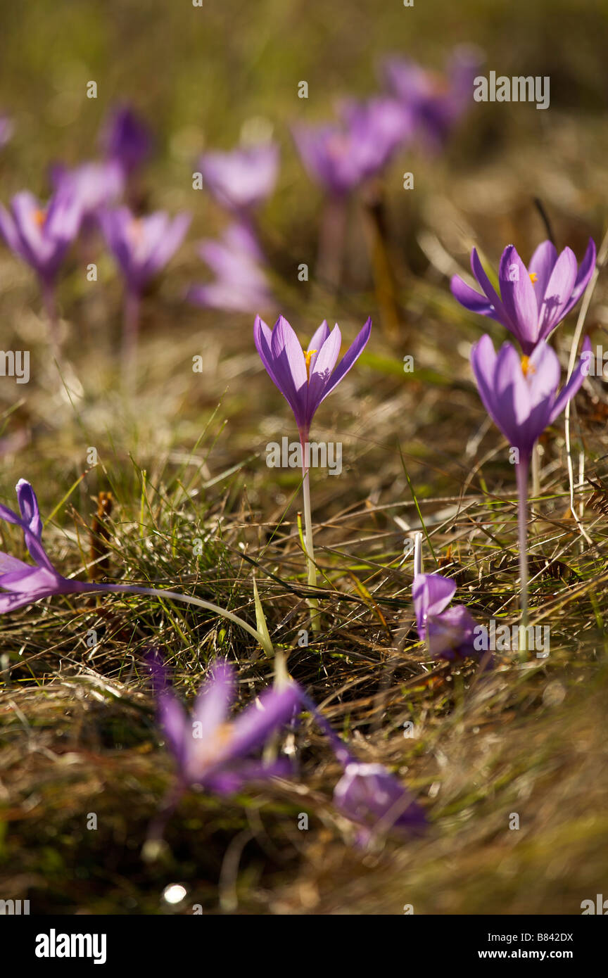 Fiore di bosco Crocus sp in autunno Pays Basque Francia Foto Stock