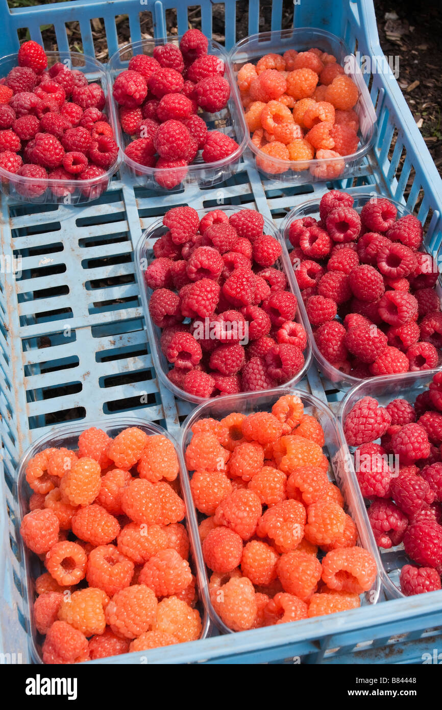 Miscela di appena raccolto lamponi in punnets at Wisley comprese le varietà Valentina arancione e Malling gioiello Foto Stock