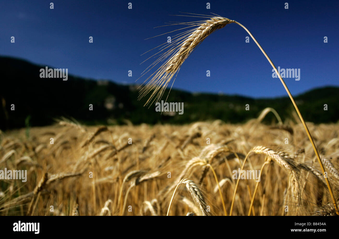 Un covone di grano in un campo di grano al di sotto delle colline del Causse du Larzac nel massiccio centrale in l' Herault Francia meridionale Foto Stock
