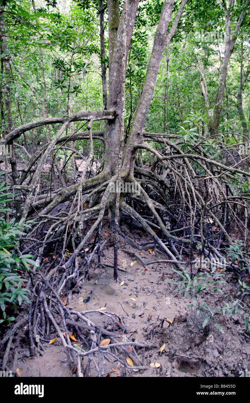 Pulau Kukup National Park, Malaysia di Mangrovie di acqua di marea radici radice alberi Foto Stock