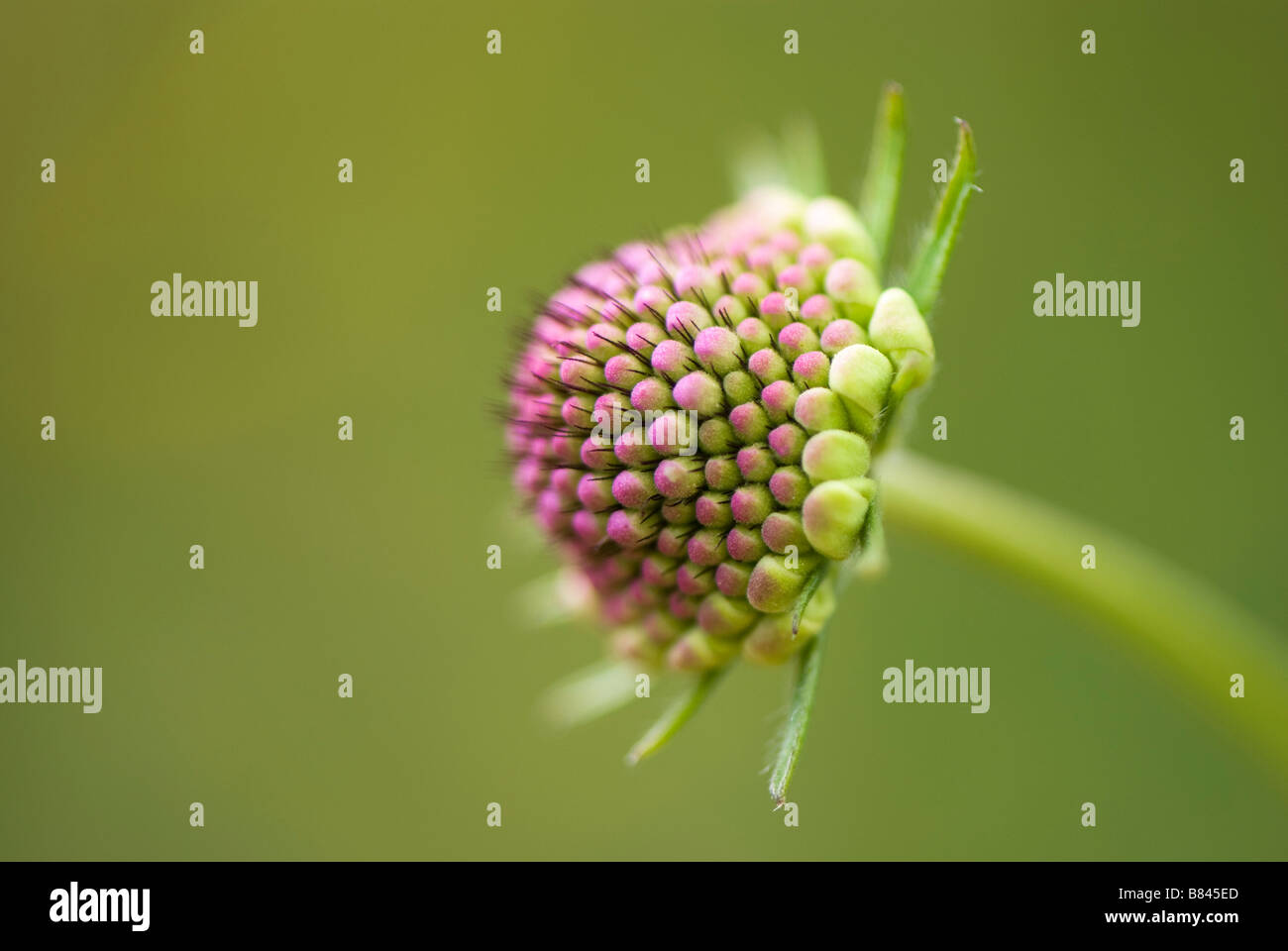Close up scabious fiore in bud Foto Stock