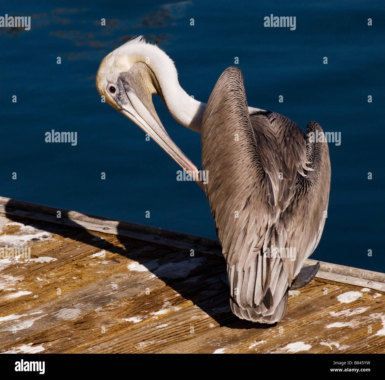 Un California Brown Pelican preening nel pomeriggio di sole. Fotografia Stock da cahyman Foto Stock