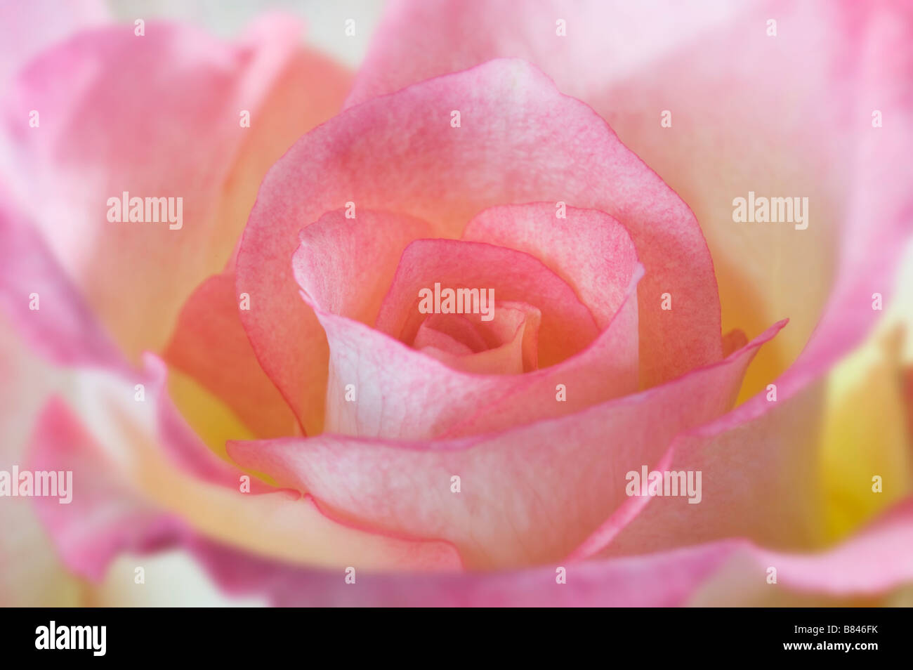 Rosa Bianco Giallo bouquet di rose fiore su sfondo bianco originale fragranza tini profumo aromatico presente regalo buon compleanno gre Foto Stock