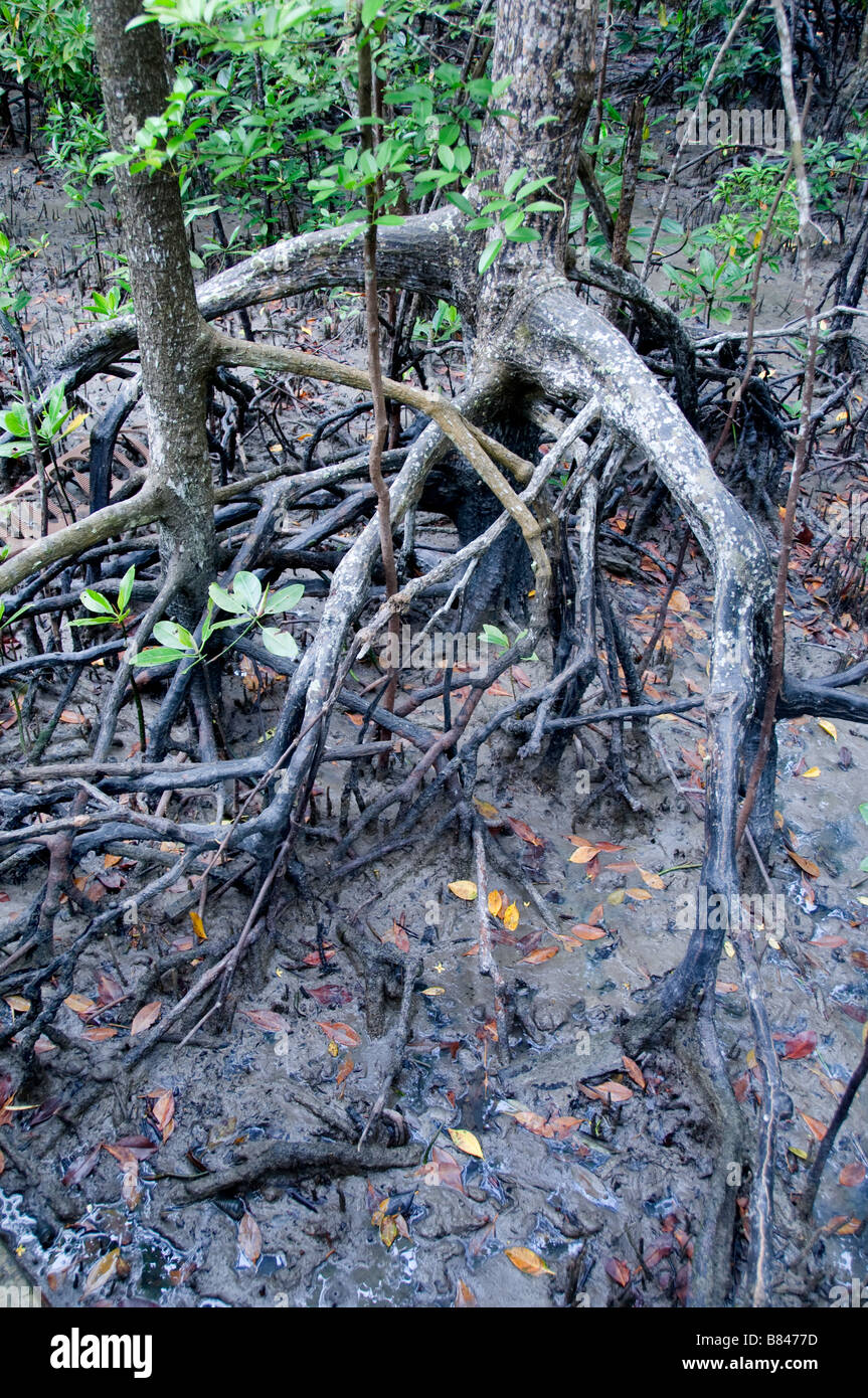 Pulau Kukup National Park, Malaysia di Mangrovie di acqua di marea radici radice alberi Foto Stock