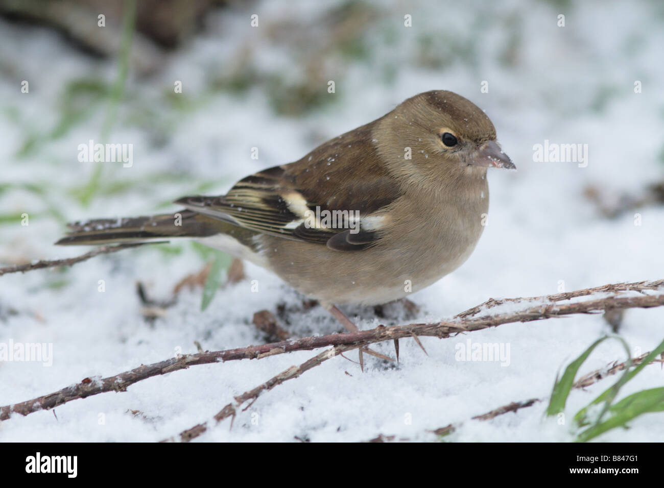 Fringuello femmina nella neve in inverno - alimentazione Foto Stock