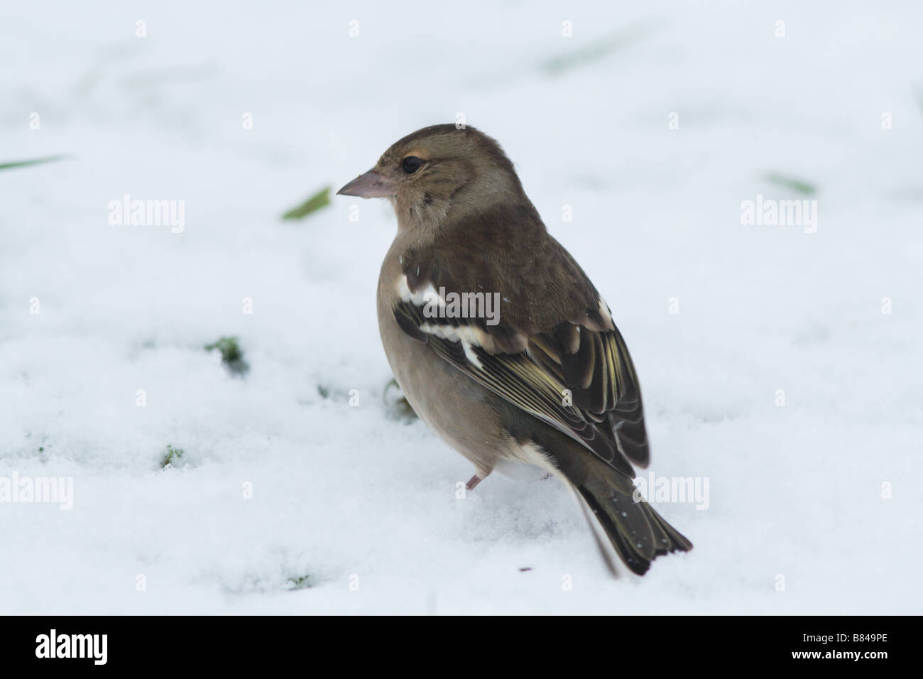 Fringuello femmina nella neve in inverno - alimentazione Foto Stock