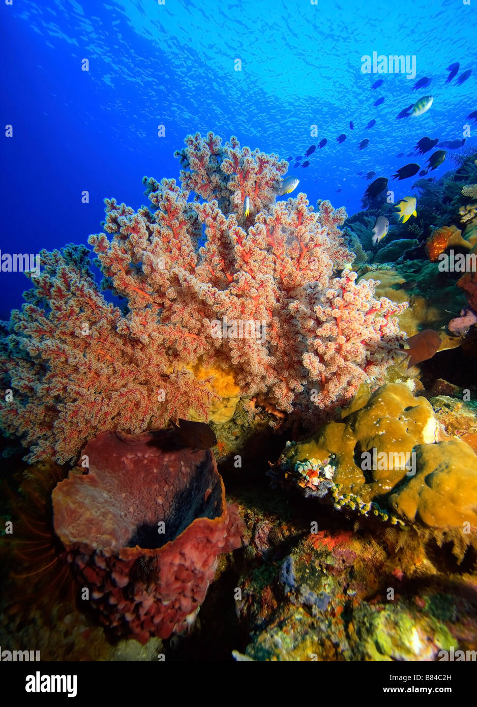 Coralli molli dendronepthya alimentando in correnti sulla barriera corallina Foto Stock