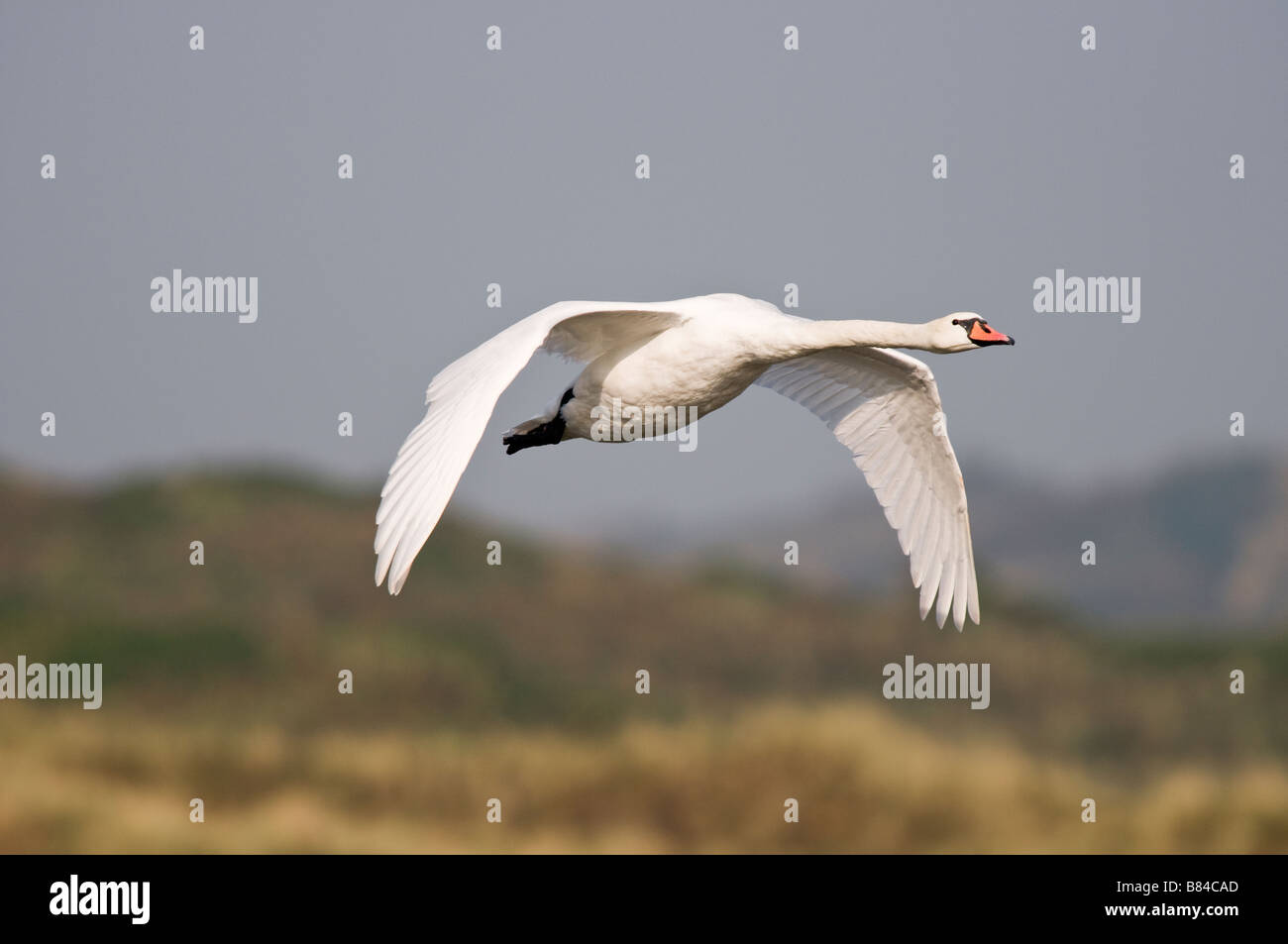 Cigno Cygnus olor Ogmore dal Mare del Galles Foto Stock