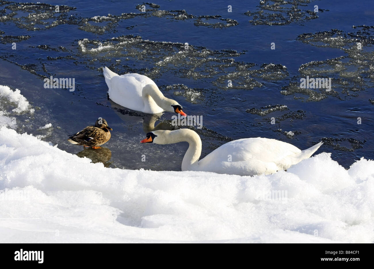 Due cigni e un Mallard duck in un fiume circondato da ghiaccio e neve durante l'inverno nel fiume Dee in Scozia, Regno Unito Foto Stock