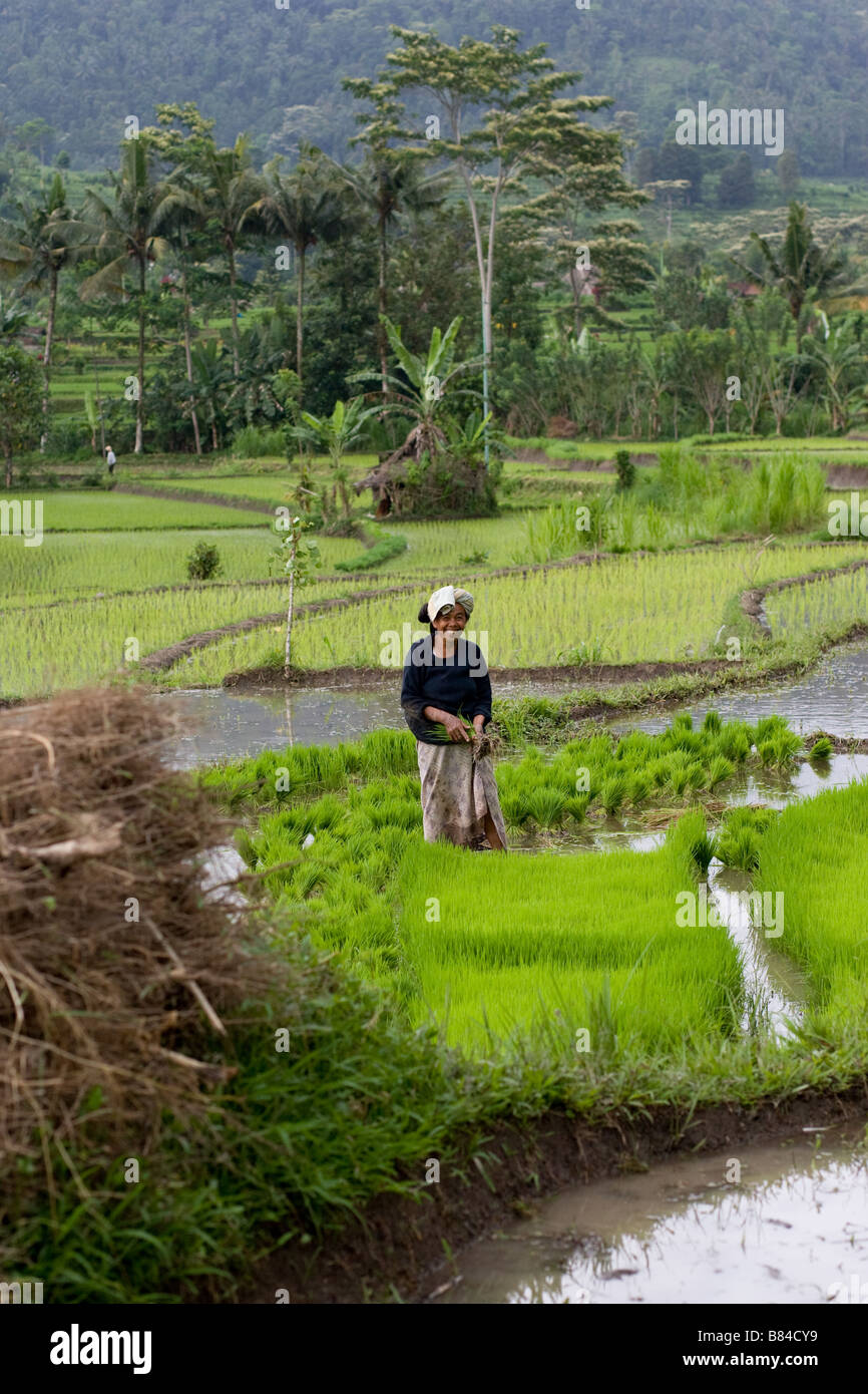 Ricefields nei pressi di Ubud, Bali e un contadino Foto Stock