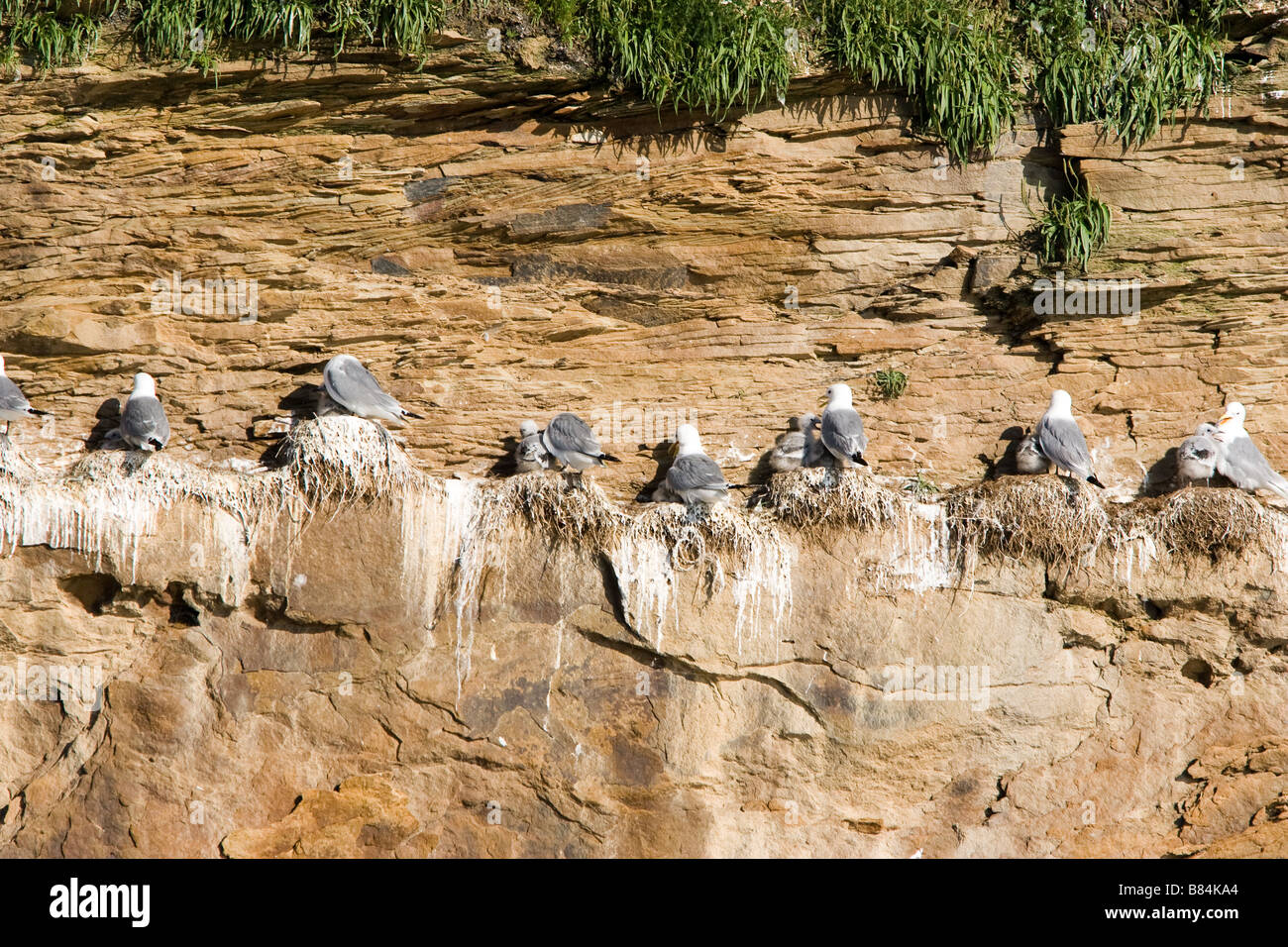 Uccelli nidificanti su una scogliera Foto Stock