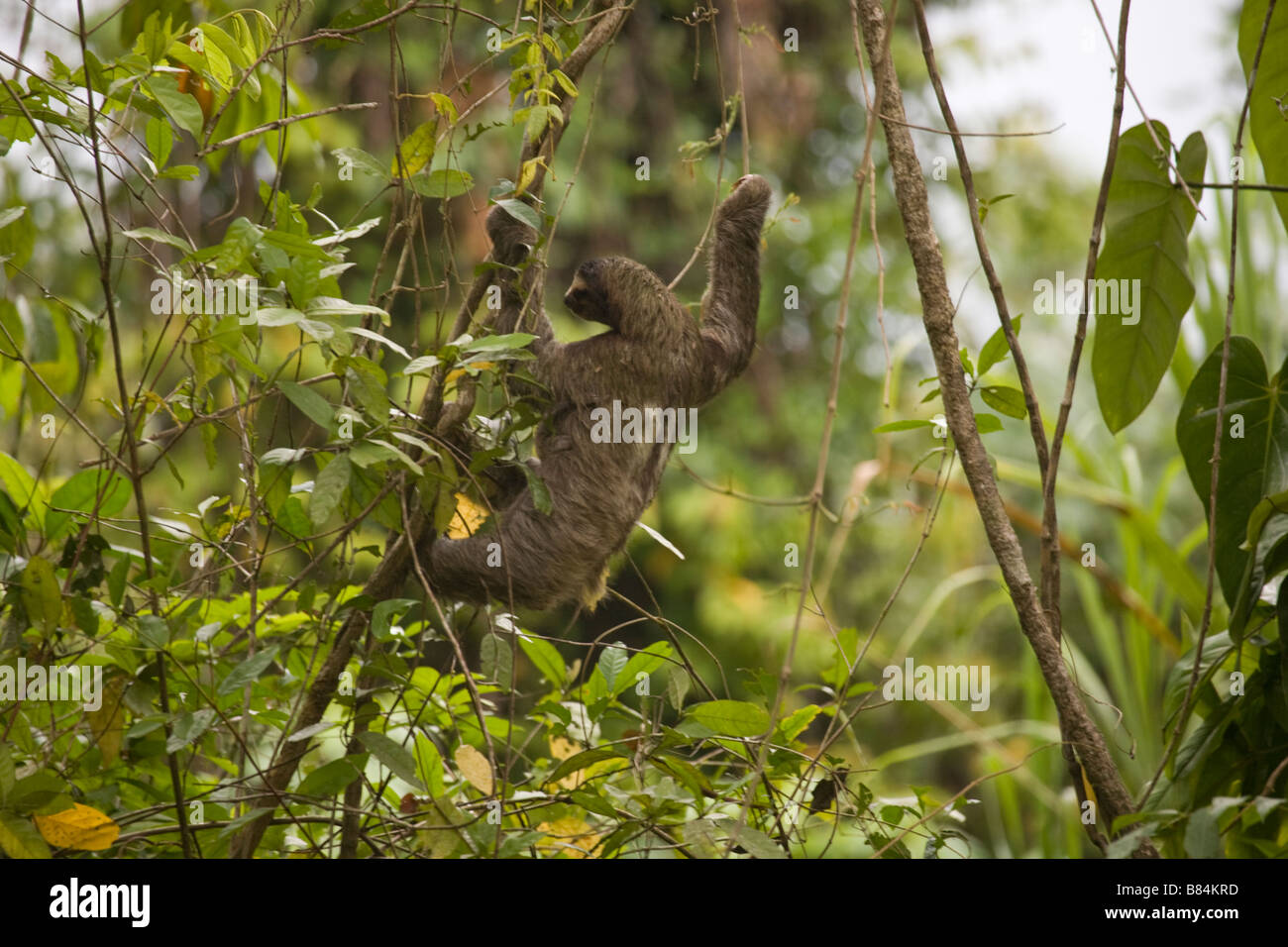 Una Tre-dita bradipo, Bradypus variegatus, si arrampica verso il basso alcuni arti con il suo bambino aggrappato al suo stomaco in Isla San Cristobal, Panama Foto Stock