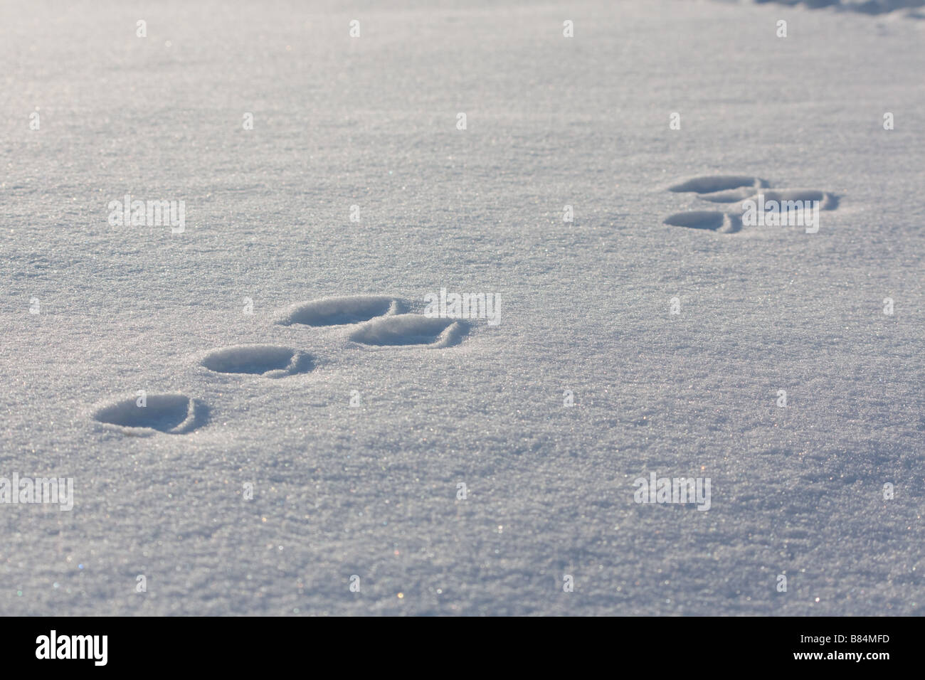 Piede di coniglio stampe nella neve. Foto Stock