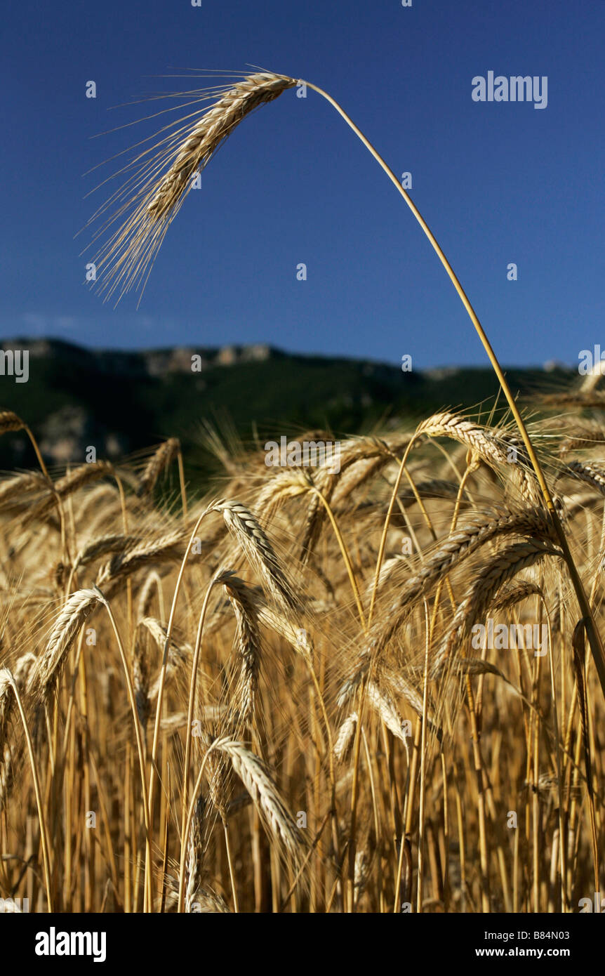 Un covone di grano in un campo di grano al di sotto delle colline del Causse du Larzac nel massiccio centrale in l' Herault Francia meridionale Foto Stock