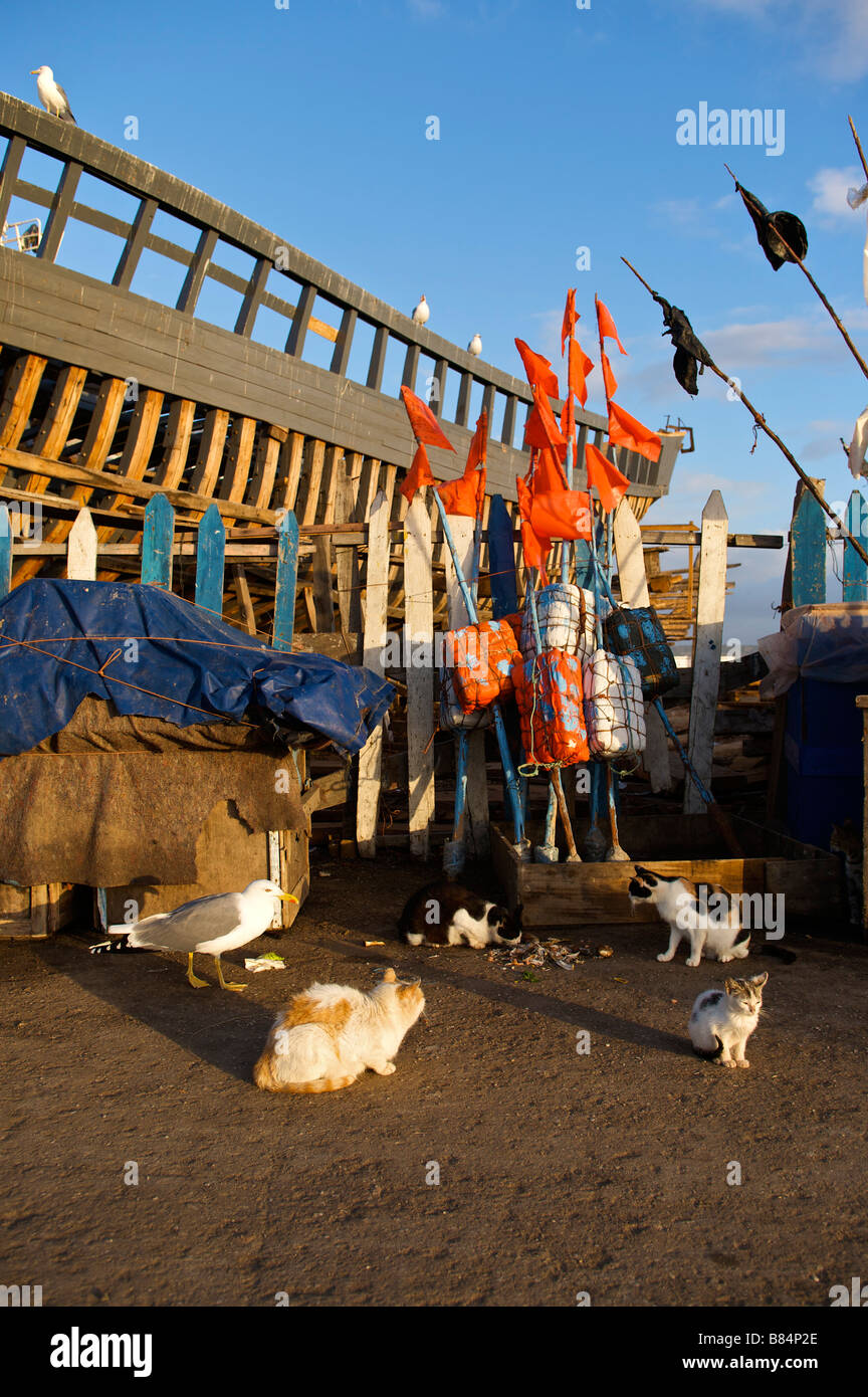 Gabbiani e cat in attesa per il pesce left overs essaouira marocco Foto Stock